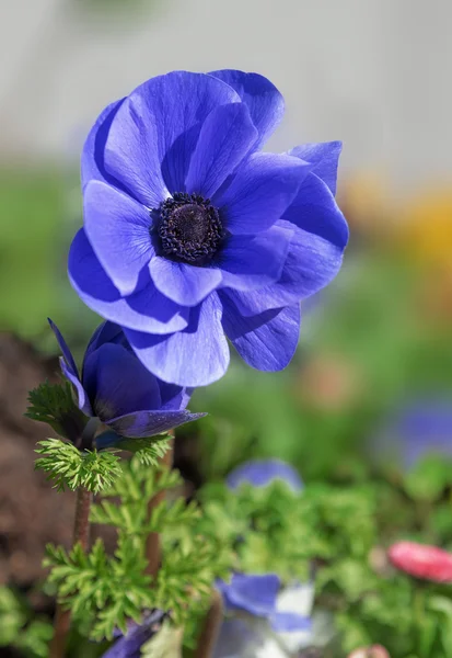 Blauwe anemone bloem in de flowerbed — Stockfoto