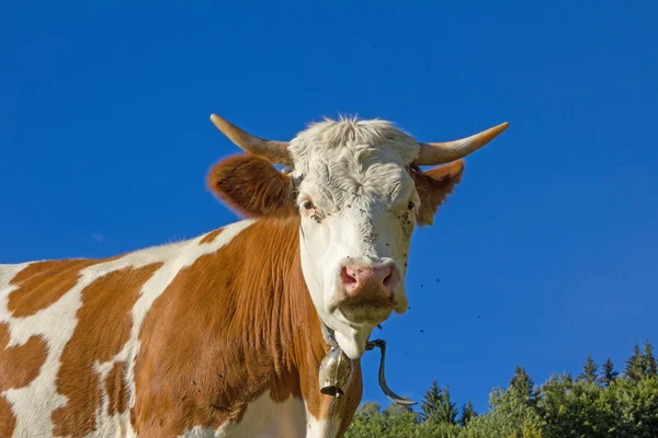 Bavarian milker and blue sky — Stock Photo, Image