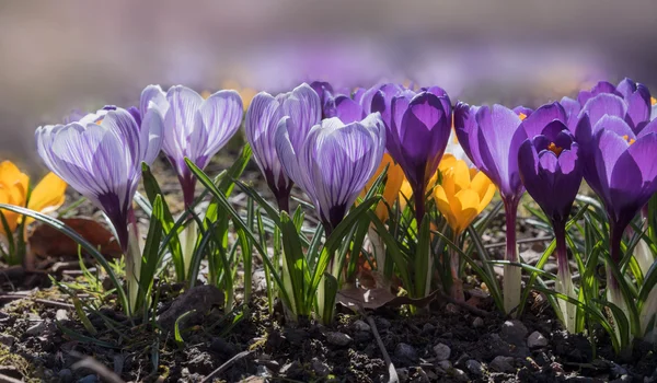 Blühende Krokusblüten in verschiedenen Farben — Stockfoto