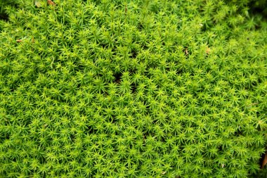 green moss background - polytrichum formosum  clipart