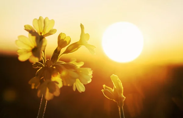 Primula veris blossom i gyllene kvällssolen — Stockfoto