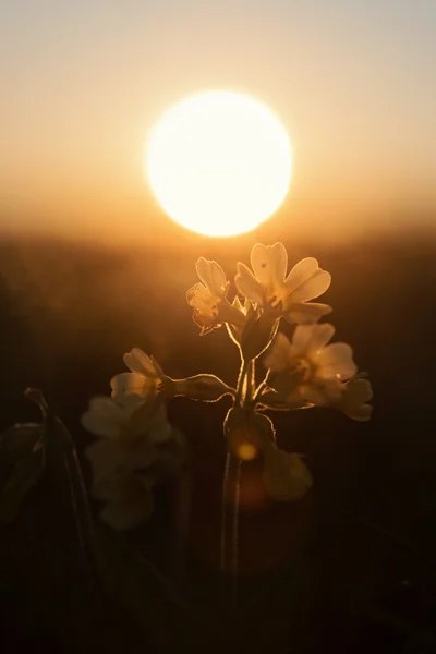 Prvosenka jarní kvítí s zlaté slunce — Stock fotografie