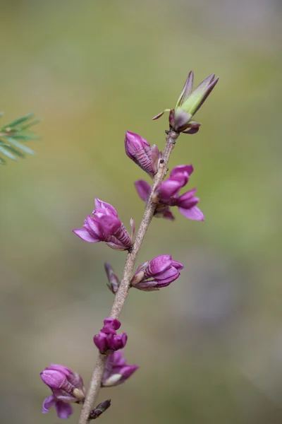 Budding daphne blossoms — Stock Photo, Image