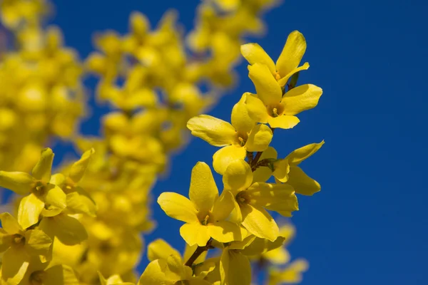 Forsythia branches full bloom and blue sky — Stock Photo, Image