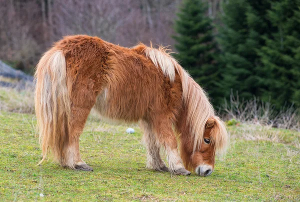 Pony marrón pastando en el prado — Foto de Stock