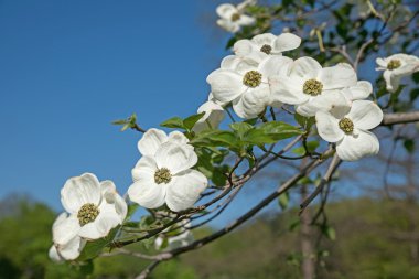 Japon kızılcık bush, cornus kousa