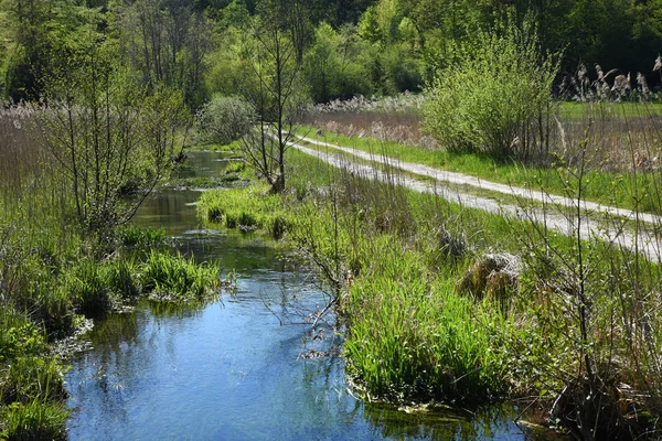 Wandelweg door wildernis, kronkelende creek — Stockfoto