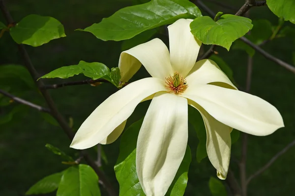 Een prachtige magnolia bloesem, romige gekleurde — Stockfoto