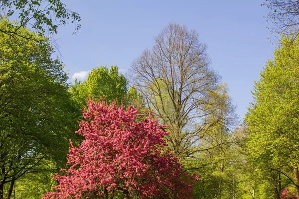 Paysage du parc au printemps — Photo