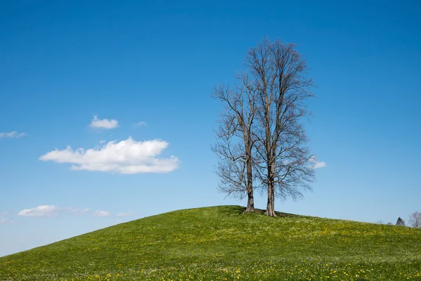 光秃秃的树木站在一个绿色的小山 — 图库照片