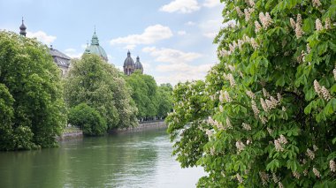 Waterfront Isar Nehri Münih, çiçeklenme ile kestane ağaçları