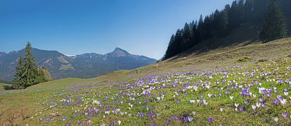 Alpejskie krajobrazy z krokus kwiat dywan — Zdjęcie stockowe