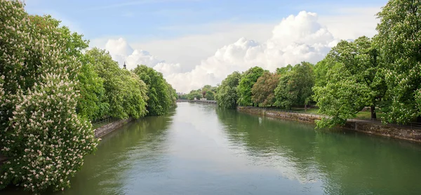 Ribera del río Isar munich, con castaños florecientes —  Fotos de Stock