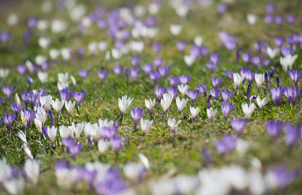 Início da primavera crocus nos alpes, roxo e branco — Fotografia de Stock