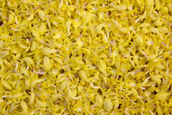 Nahaufnahme des gelben Erzengels - lamium galeobdolon — Stockfoto