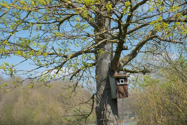 Birds house, hanging on a fresh budding maple tree — Stock Photo, Image