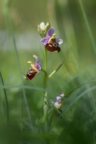 Raramente orchidea delle api - ophrys holoserica in erba verde — Foto Stock