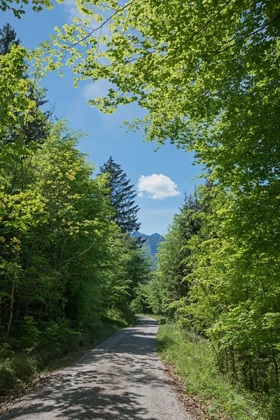 Chodnik przez zielony las — Zdjęcie stockowe