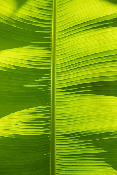 Banana leaf background back lighted — Stock Photo, Image