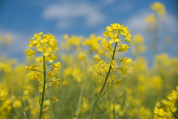 Soft rapeseed background, selective focus — Stock Photo, Image