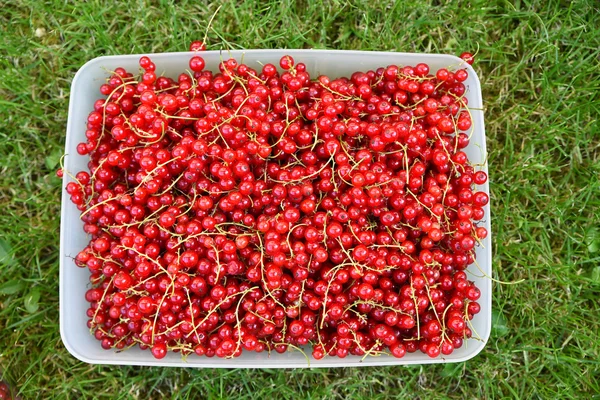 Bacche di ribes rosso raccolte in una scatola sul prato — Foto Stock