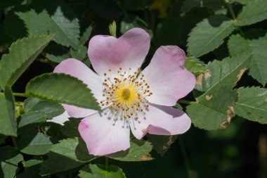 bir rosa canina çiçeği yaban hayatı