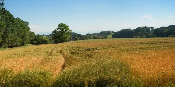 Gerstenfeld in ländlicher Landschaft — Stockfoto