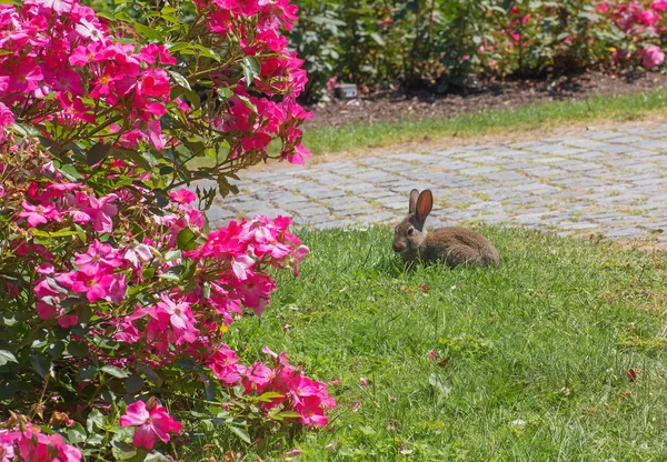 Conejo en el jardín de rosas — Foto de Stock