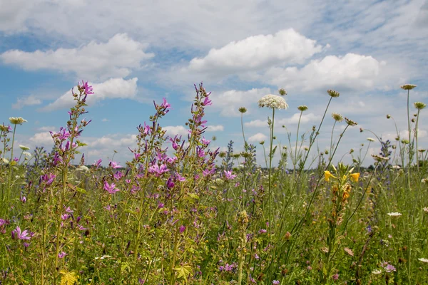 Hermoso prado de flores silvestres con flores de malva alta — Foto de Stock