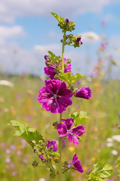 Wildflower high mallow in the meadow — Stock Photo, Image