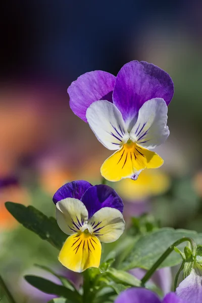 Pansy flowers, viola tricolor hortensis — Stock Photo, Image