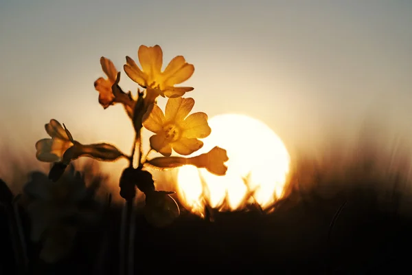 Cowslip blommor i gryningen — Stockfoto