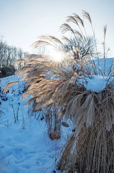 Pampas grass, cortaderia selloana in wintry park — стоковое фото