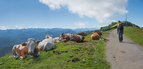 Trilha de montanha idílica com gado rebanho e mochileiro — Fotografia de Stock