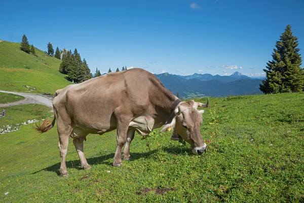 Ordenhador marrom que pastoreia em um pasto de montanha — Fotografia de Stock