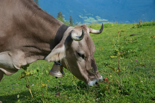 Portrait of a grazing brown milker with cowbell — Stock Photo, Image