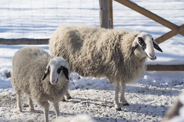 Två får i en penna, snöiga äng i vinter — Stockfoto