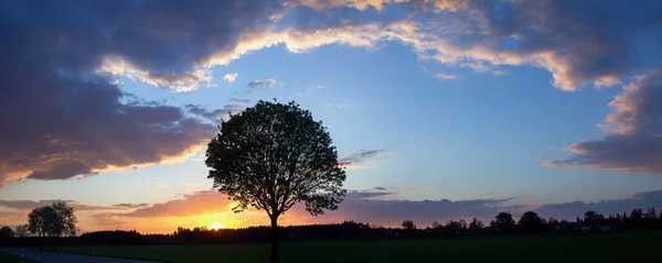 Romantico tramonto con silhouette di albero e nuvole — Foto Stock