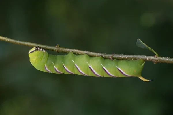大きな緑オオスカシバ - スフィンクス ligustri — ストック写真