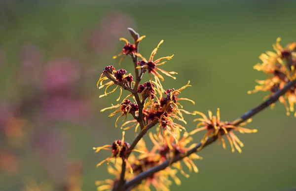 Early blooming orange colored witch hazel — Stock Photo, Image