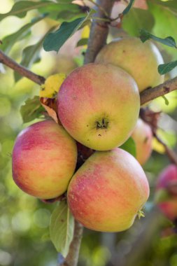 Olgun elma kırmızı ve altın