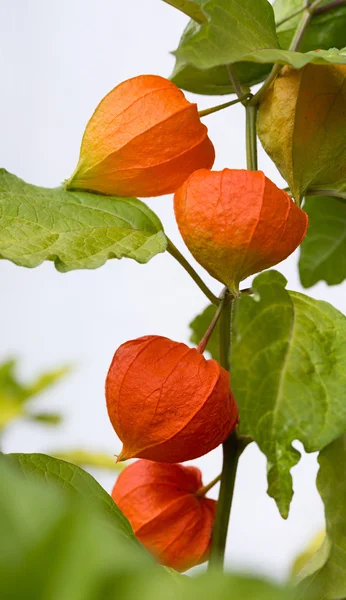 Pianta ciliegio vescica con fiori d'arancio — Foto Stock