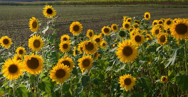 Girasoli ai margini del campo — Foto Stock