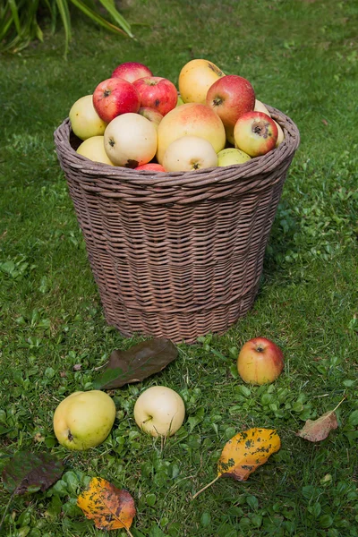 Cesto di vimini con mele raccolte — Foto Stock
