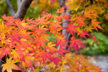 Japon akçaağaç yaprakları rengarenk, detaylı çekim.