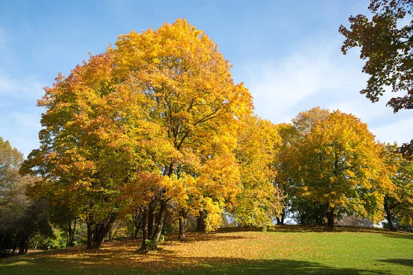 Parque Paisaje Con Árboles Beatiful Colores Otoñales Westpark Munich Octubre —  Fotos de Stock