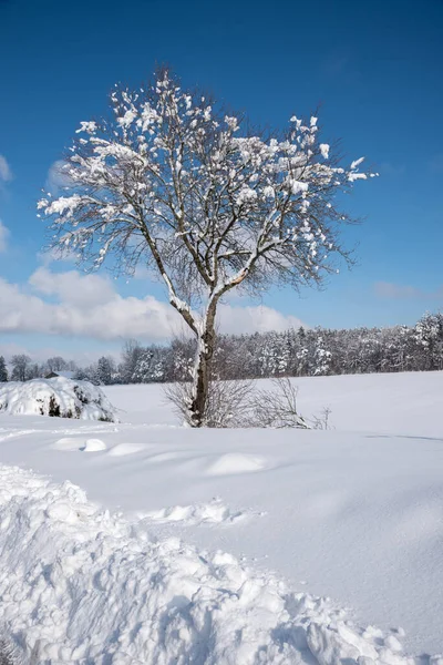 Snötäckt Träd Vintrigt Landskap Blå Himmel Vertikalt Skott — Stockfoto