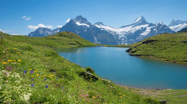 Képi Kirándulóhely Bachalpsee Kilátás Hegyekre Virágos Rét Bernese Oberland Svájci — Stock Fotó