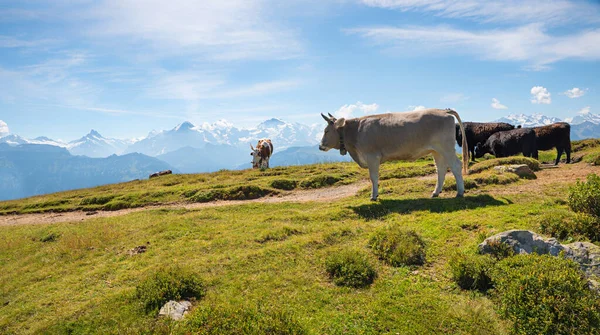 Varias Vacas Prado Alpino Niederhorn Montaña Alpes Suizos — Foto de Stock