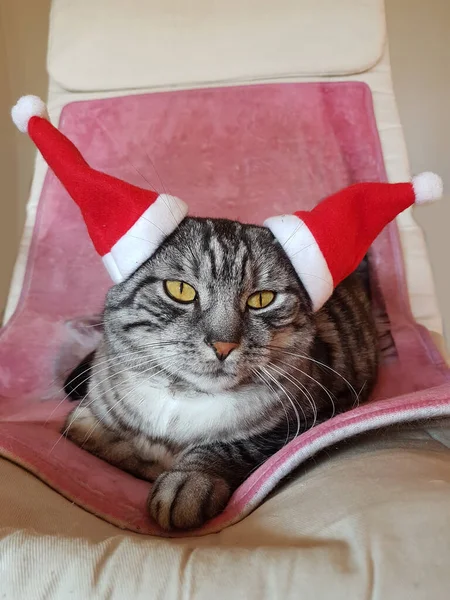 Милый Кот Двух Шляпах Санта Клауса Сидит Расслабляющем Кресле Рождественская — стоковое фото